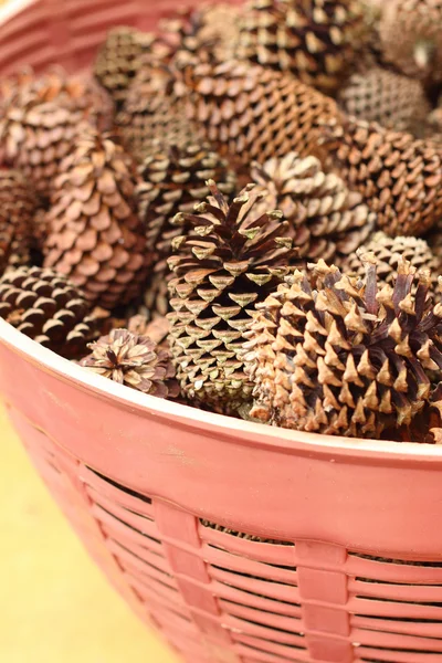 Pine cones in a basket at the garden — Stock Photo, Image
