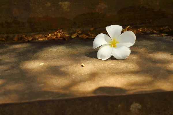 Flor de Plumeria sobre un fondo de rocas . —  Fotos de Stock
