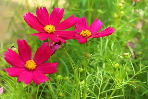 Rosa kosmos blomma i trädgården på park — Stockfoto