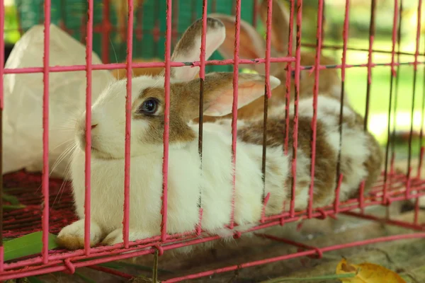 Кролики багато милого для продажу на ринку — стокове фото
