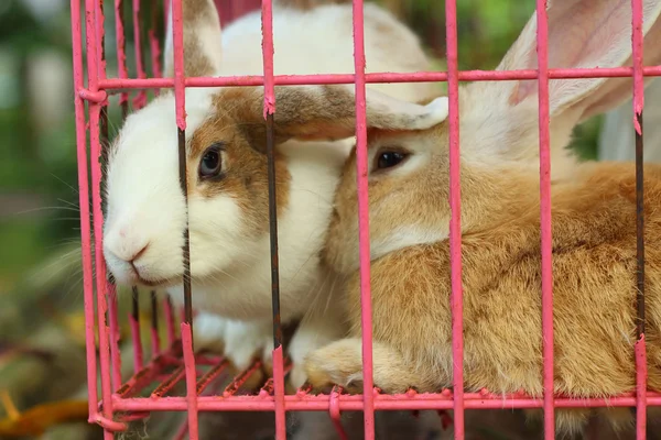 Rabbits lots of cute for sale at the market — Stock Photo, Image