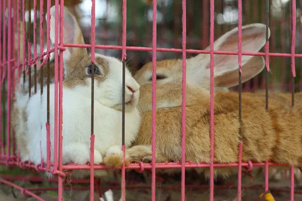 rabbits lots of cute for sale at the market