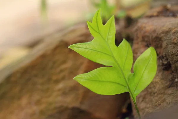 En grön ormbunke i en natur på skog — Stockfoto