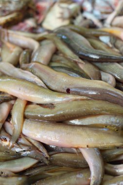 İçinde belgili tanımlık tank markette taze balık.