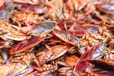 böceğin piyasada yakın çekim