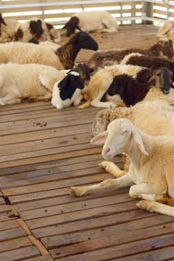 Yakın çekim Keçi çiftliğinde hayvanat bahçesinde.