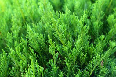 Bir arka plan doğa yeşil ağaçların.