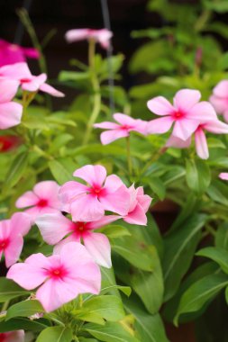 Parkta doğada pembe orkide