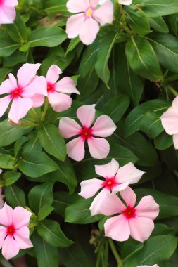 Parkta doğada pembe orkide