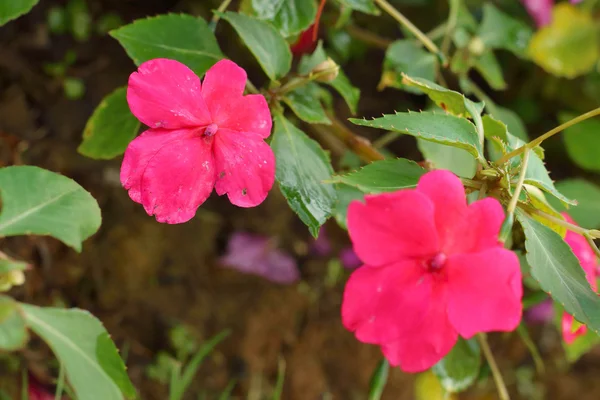 Orquídeas rosadas en la naturaleza en el parque — Foto de Stock