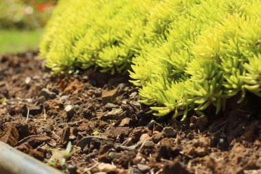 Orman, doğada yeşil yosun