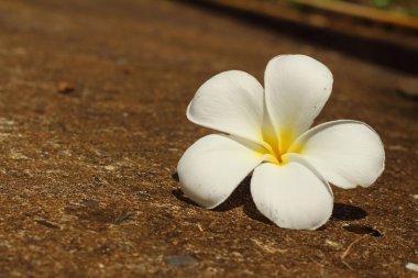 Plumeria çiçek kayalar bir arka plan üzerinde.