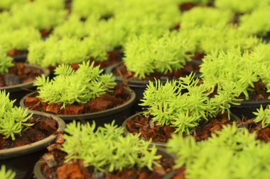 Orman, doğada yeşil yosun