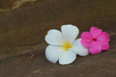 Plumeria çiçek kayalar bir arka plan üzerinde.