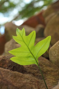 Bir doğa orman, yeşil bir eğrelti