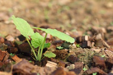 Çimlenme yeşil fidan yeni hayattır.