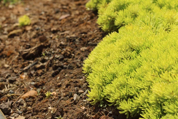 緑の苔の森で自然の中で — ストック写真