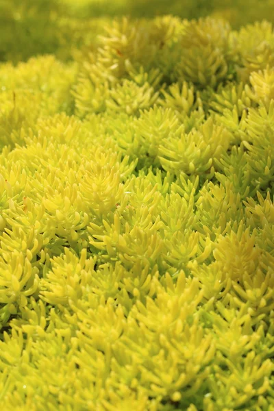 Achtergrond van groene mos in de natuur van het bos — Stockfoto