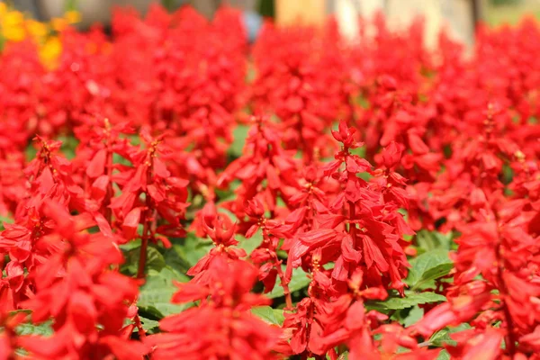 Gröna och röda löv i trädgården — Stockfoto