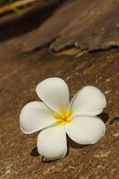 Plumeria blomma på en bakgrund av klippor. — Stockfoto