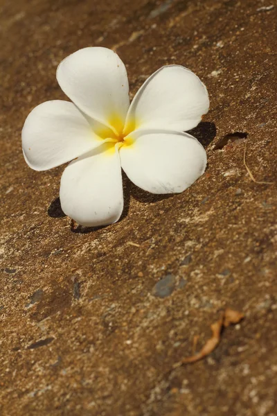 Flor de Plumeria sobre un fondo de rocas . — Foto de Stock