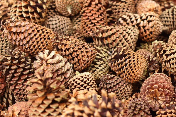 Pine cones in a basket at the garden — Stock Photo, Image