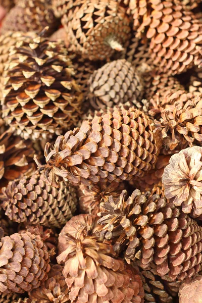 çam kozalakları Garden sepet içinde