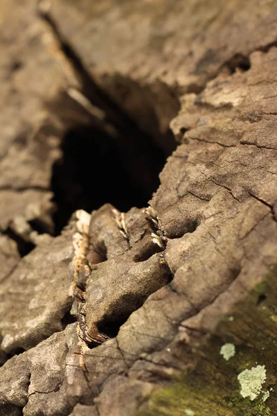 Um buraco no fundo de madeira na floresta — Fotografia de Stock