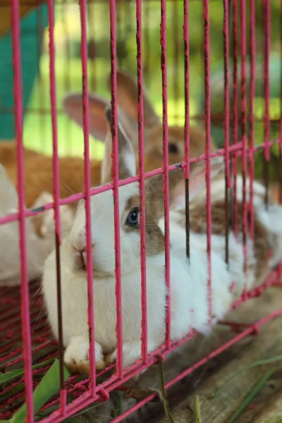 rabbits lots of cute for sale at the market