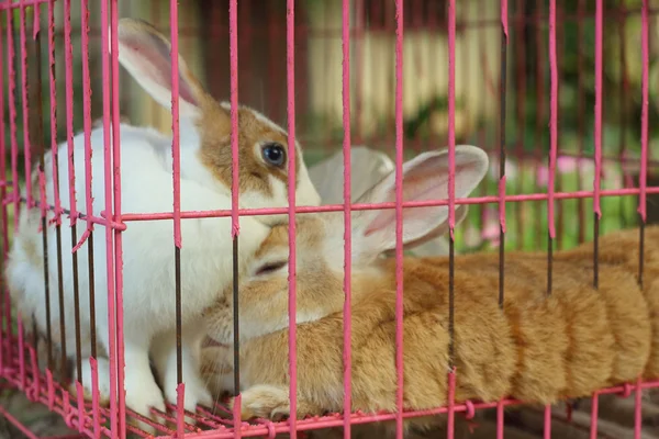 Rabbits lots of cute for sale at the market — Stock Photo, Image