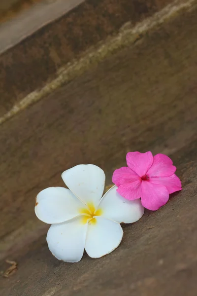 Plumeria blomma på en bakgrund av klippor. — Stockfoto