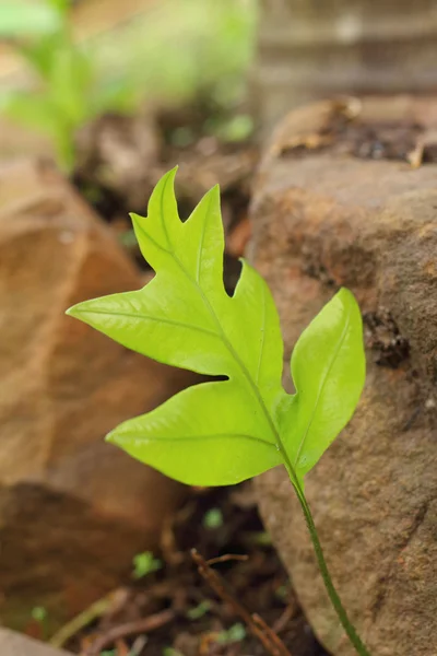 En grön ormbunke i en natur på skog — Stockfoto
