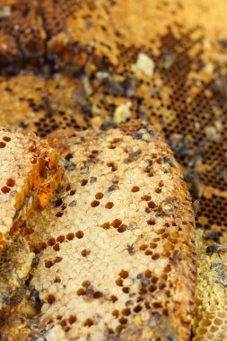 Muz Yaprak piyasada petek