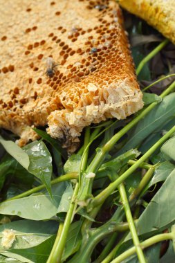 Muz Yaprak piyasada petek