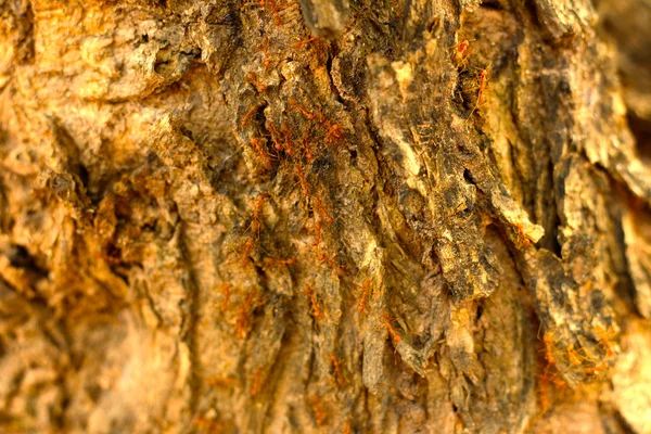 Background image of old wood from nature. — Stock Photo, Image