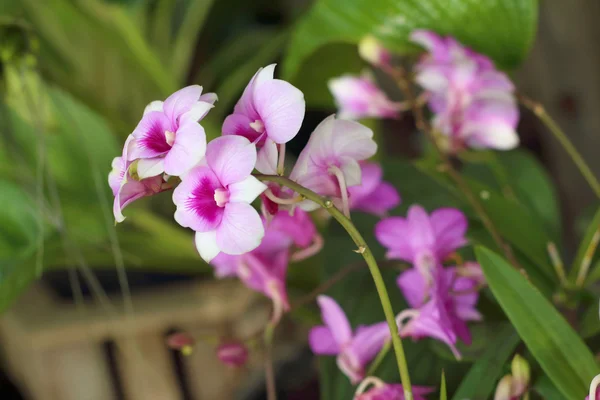 Decoratieve met kleurrijke orchideeën in de tuin. — Stockfoto