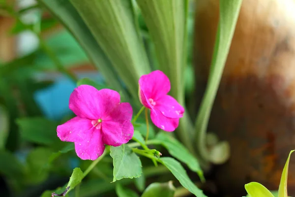 Ένα λουλούδι ρόδινο hibiscus στο πάρκο — Φωτογραφία Αρχείου