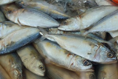 İçinde belgili tanımlık tank markette taze balık.