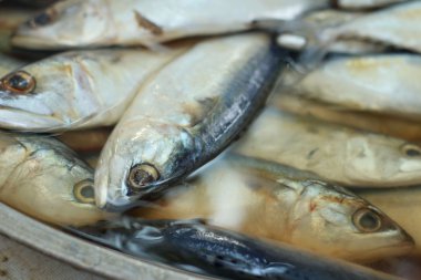 İçinde belgili tanımlık tank markette taze balık.