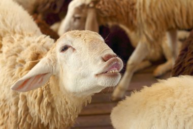 Yakın çekim Keçi çiftliğinde hayvanat bahçesinde.