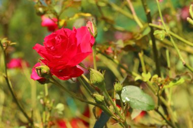 bir gül bahçesinde bir doğada