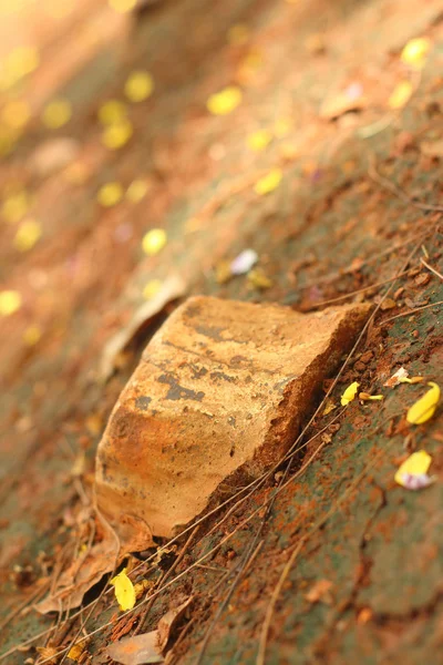 Stone on soil background at the park — Stock Photo, Image