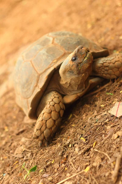Indeksowania żółw w naturze w zoo — Zdjęcie stockowe