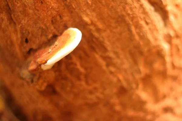 在森林中自然存在的白色蘑菇 — 图库照片