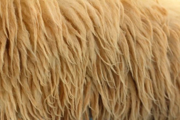 動物園でヤギの背景の毛皮 — ストック写真