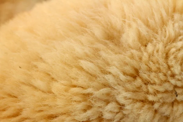 動物園でヤギの背景の毛皮 — ストック写真