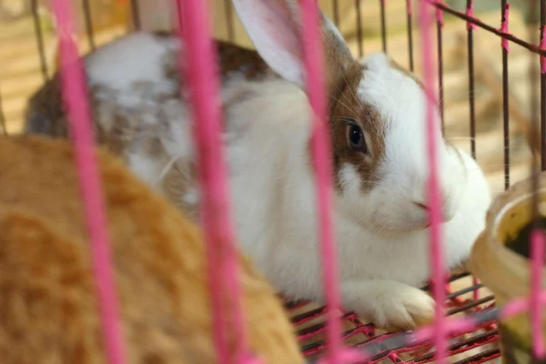 rabbits lots of cute for sale at the market