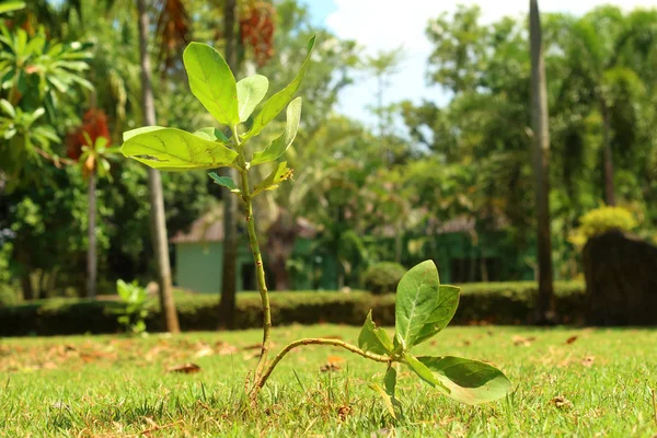 Grobarheten är det nya livet i gröna plantor. — Stockfoto