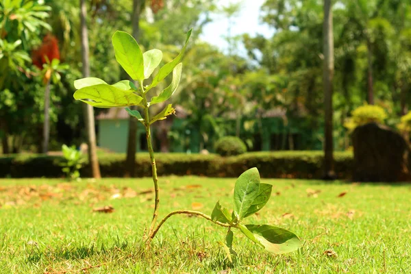 Zdolność kiełkowania jest nowe życie sadzonki zielone. — Zdjęcie stockowe