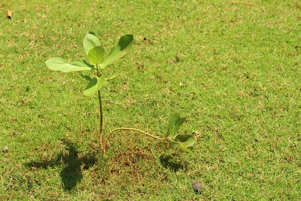 La germinación es la nueva vida de las plántulas verdes . — Foto de Stock